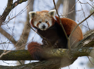 Fototapeta premium Red or Lesser Panda, its scientific name is Ailurus fulgens
