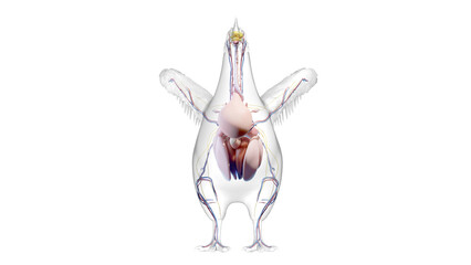 3d illustration of a chicken's internal organs