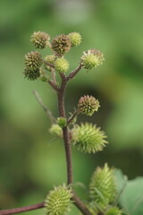 Eranda (Also called Ricinus communis, jarak, poison nut, bubble bush, castor oil plant, hedge castor oil plant) fruit on the tree