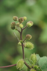 Eranda (Also called Ricinus communis, jarak, poison nut, bubble bush, castor oil plant, hedge castor oil plant) fruit on the tree