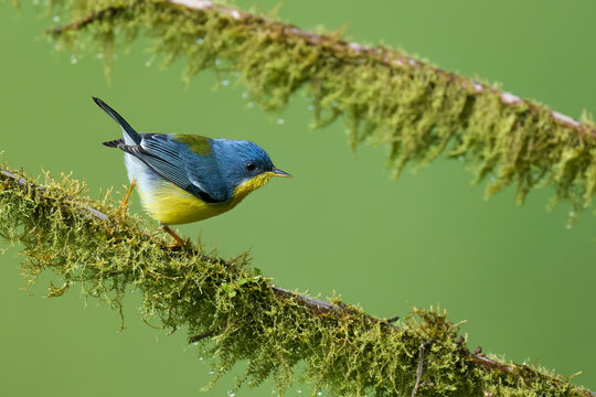 Tropical Parula