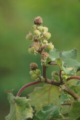 Eranda (Also called Ricinus communis, jarak, poison nut, bubble bush, castor oil plant, hedge castor oil plant) fruit on the tree