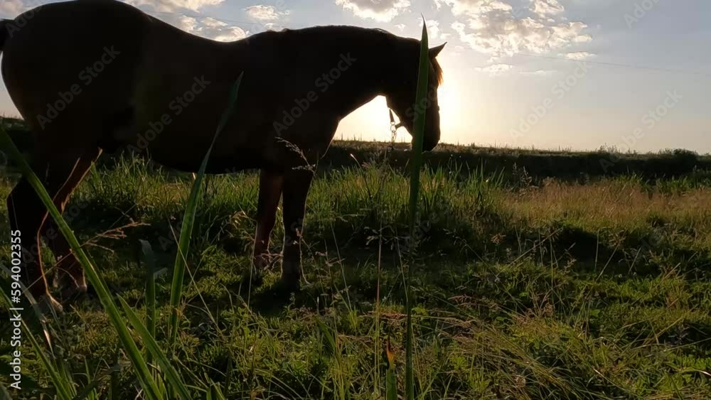 Sticker Horse grazing in a green meadow among grasses on a sunny summer day