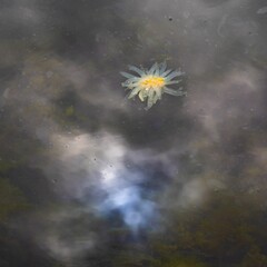 Jellyfish in murky sea water