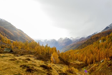 Idyllic landscape with a rocky hillside and yellow trees in the Lotschental Valley in Switzerland