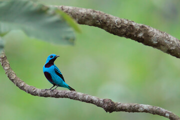 Turquoise_Cotinga