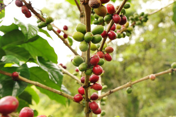 Coffee beans ripening, fresh coffee, red berry branch, coffee beans on tree in Colombia.