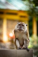 a small monkey sitting on top of a stone wall in front of a house