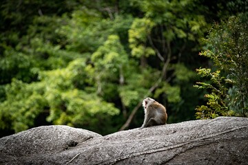 a monkey sitting on top of a rock next to trees