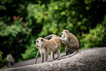 two monkeys are playing on a stone near some trees for scale
