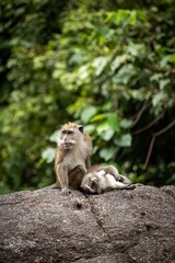 a monkey on top of a large rock with a tree in the background