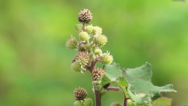 Eranda (Also called Ricinus communis, jarak, poison nut, bubble bush, castor oil plant, hedge castor oil plant) fruit on the tree