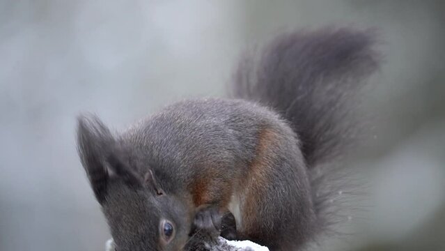Closeup of cute squirrel eating nuts in winter on blur background