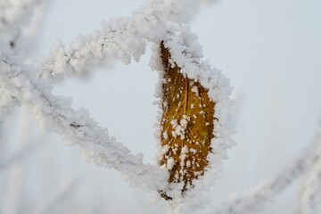 Closeup of the brown leaf covered by snowflakes on a blurry background