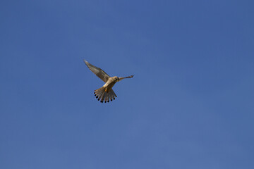 bird in flight