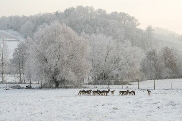 A group of European fallow deers (Dama dama) standing in the snow surrounded by snow covered trees