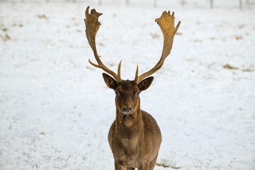 Gray and black European fallow deer (Dama dama) with horns stanging in the snow