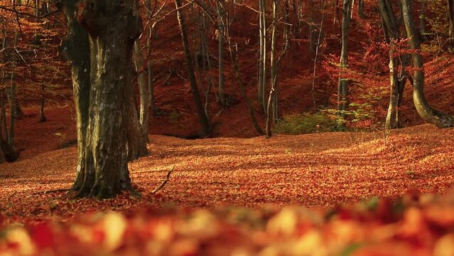 View of trees in autumn forest and orange fallen leaves