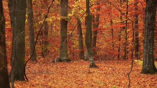 Scenic view of autumn trees in the forest and orange fallen leaves