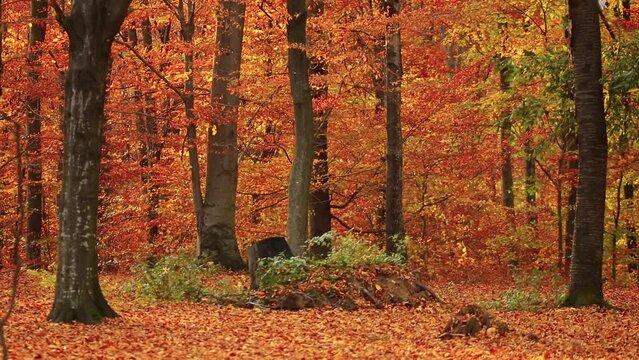 Scenic view of autumn trees in the forest and orange fallen leaves