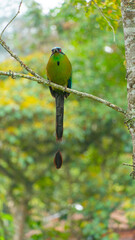 El momoto amazónico o momoto común3​ (Momotus momota), también denominado pájaro león (en Venezuela), barranquero o barranquillo coronado (en Colombia), relojero amazónico (en Perú) o burgo (en Argent