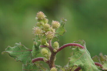 Eranda (Also called Ricinus communis, jarak, poison nut, bubble bush, castor oil plant, hedge castor oil plant) fruit on the tree