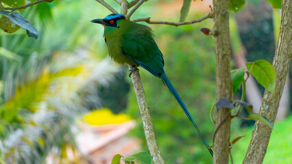 El momoto amazónico o momoto común3​ (Momotus momota), también denominado pájaro león (en Venezuela), barranquero o barranquillo coronado (en Colombia), relojero amazónico (en Perú) o burgo (en Argent