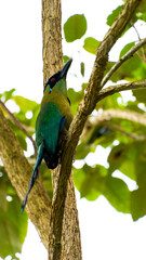 El momoto amazónico o momoto común3​ (Momotus momota), también denominado pájaro león (en Venezuela), barranquero o barranquillo coronado (en Colombia), relojero amazónico (en Perú) o burgo (en Argent