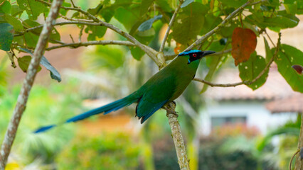 El momoto amazónico o momoto común3​ (Momotus momota), también denominado pájaro león (en Venezuela), barranquero o barranquillo coronado (en Colombia), relojero amazónico (en Perú) o burgo (en Argent