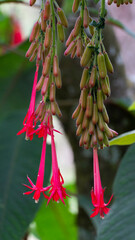 Fuchsia boliviana es una especie de arbusto de la familia de las onagráceas. Arbusto o arbolillo de los Andes sensible a las heladas de hasta 3,5 m de alto