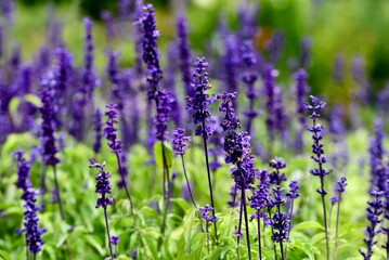 Closeup shot of a Victoria blue Salvia Farinacea flowers growing in the field