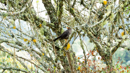 La paraulata morera, mirla patinaranja, o mirlo (Turdus fuscater) es una especie de ave paseriforme sudamericana de la familia del género Turdus. Puebla zonas boscosas y de matorral de Venezuela, Colo