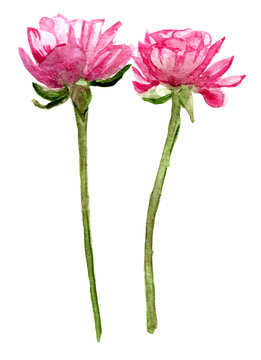 Coppia di fiori rosa, ranuncoli. Illustrazione ad acquerello isolata su sfondo bianco