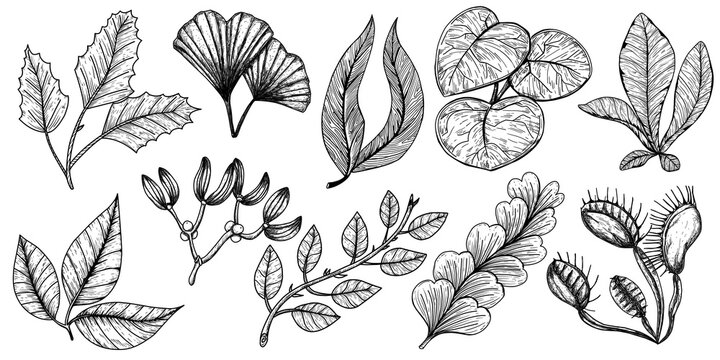 Hand drawn leaves various plants .Graphic botanical illustration style natural sciences and illustrations