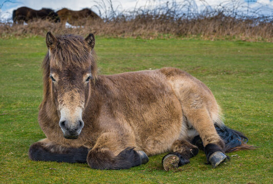Exmoor Pony lying down on Cothelstone Hill on the Quantock Hills
