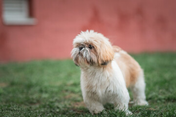 Beautiful purebred dog Shih Tzu on a walk on the grass.