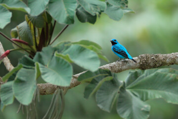 Turquoise_Cotinga