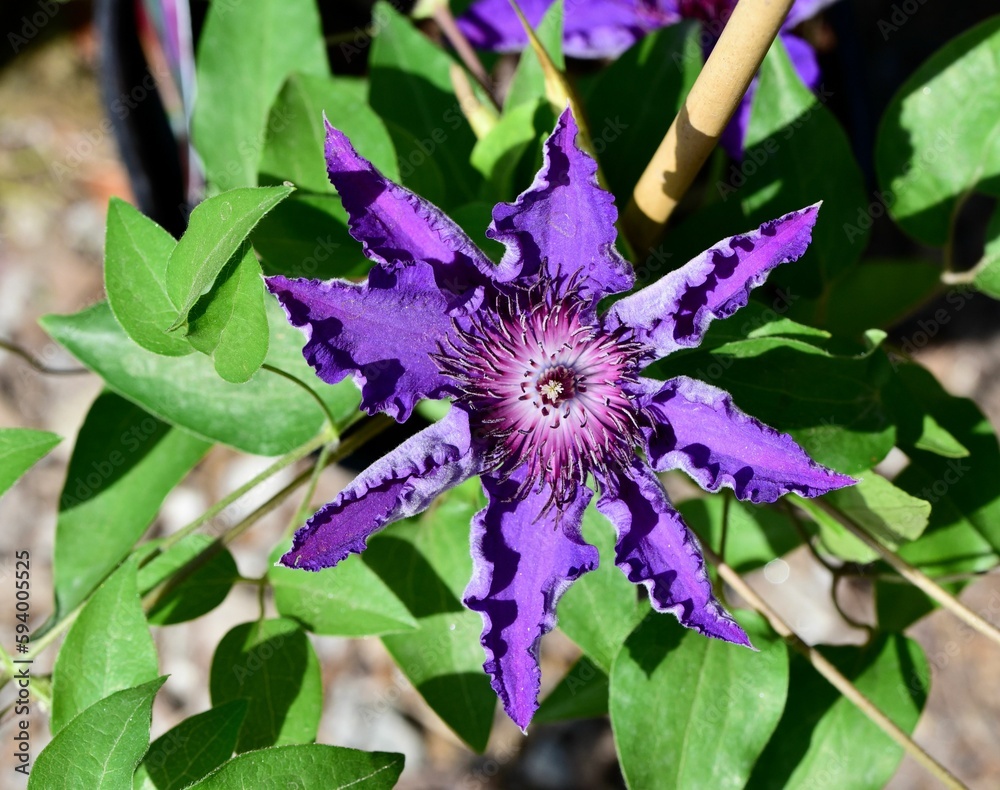 Sticker Close-up shot of a purple Clematis 'The President' flower on a soft blurry background