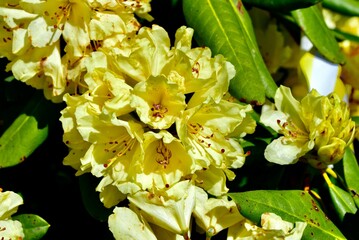 Close-up shot of a Yellow azalea flower on a soft blurry background