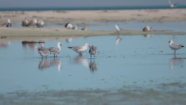 Flock of seagulls eating worms in the reflecting sea water by sandy beach