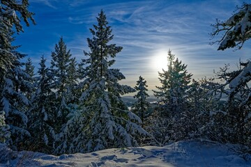 Snow-covered trees at Horth Hill, North Saanich, BC Canada