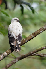 White_Hawk