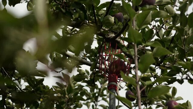 Close-up shot of apple picking from a tree with a picker tool
