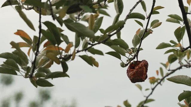 Shriveled rotten apple hanging on a tree