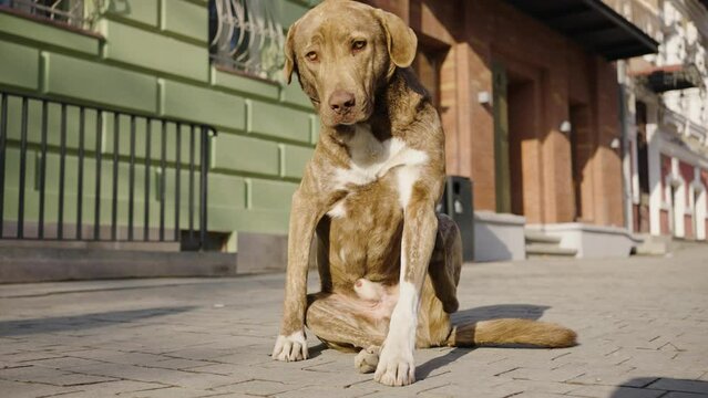 Stray dog itches on the pavement on a warm day in the sun, tag hangs on the animal's ear