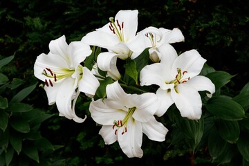 Close-up image of white lilies blooming amidst a backdrop of lush green foliage