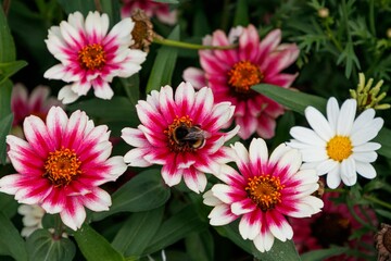 Close-up shot of a bee resting on a pink Zinnia flower, Zahara Starlight Rose variety