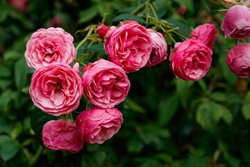 Eye-catching floribunda bush in a vibrant hue of pink is seen in full bloom in a garden setting