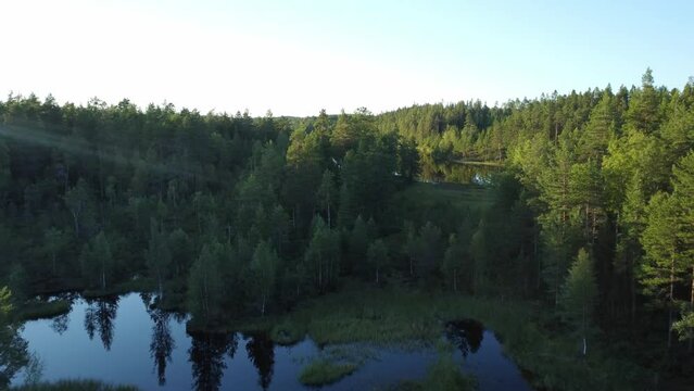 Aerial video of the river surrounded by trees in the forest on the shore