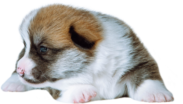 Cut out photo of tiny Pembroke Welsh corgi puppy lying on white background and looking away of camera. Pet care and animal theme. Pet keeping care for cute, striped brown and white corgi, copy space
